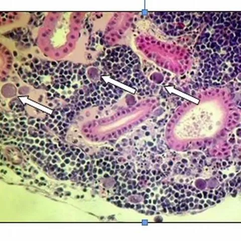 thumbnail for publication: Megalocytivirus Infections in Fish, with Emphasis on Ornamental Species